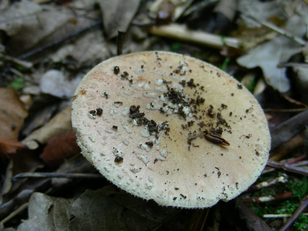 Amanita....variet
